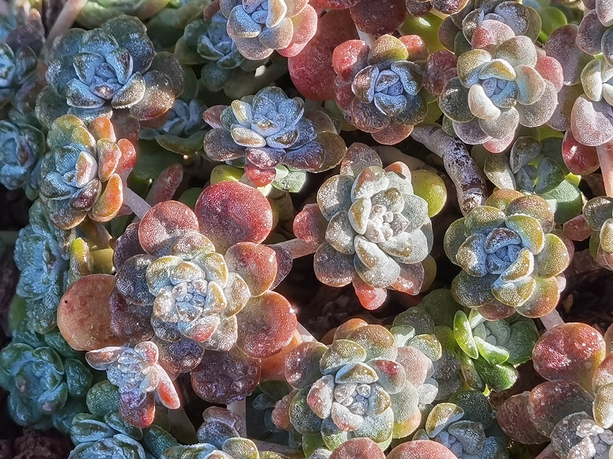 Sedum spatulifolium 'Purpureum'